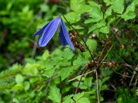 Blühende Alpen-Waldrebe